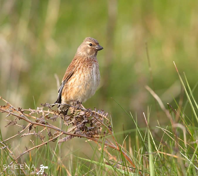 Linnet (Female).jpg - The Linnet is the commonest and most widespread of Ireland's finches. A bird of heaths and scrub but also a wide variety of man-made habitats. This was on the Old Head of Kinsale